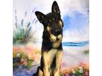 Adopt Tatum a Black German Shepherd Dog / Mixed dog in Yuma, AZ (38713806)