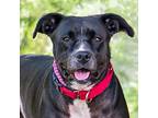 Adopt Mylee a Black Mixed Breed (Large) / Mixed dog in Hilliard, OH (38757066)