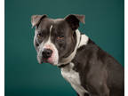 Adopt Ali a Gray/Blue/Silver/Salt & Pepper American Pit Bull Terrier / Mixed dog