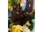 Adopt 6/23 - Ottilie a Domestic Mediumhair / Mixed (short coat) cat in