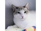 Adopt Wasabi a White (Mostly) Domestic Shorthair / Mixed cat in Huntsville