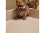 Pomeranian Puppy for sale in Forney, TX, USA