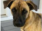 Adopt DAISY a German Shepherd Dog / Carolina Dog / Mixed dog in Roanoke