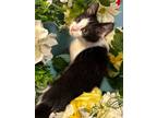 Adopt 6/6 - Gwen a Domestic Shorthair / Mixed (short coat) cat in Stillwater