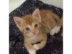 Adopt Guava a Orange or Red Domestic Shorthair / Mixed cat in Los Angeles