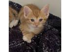 Adopt Papaya a Orange or Red Domestic Shorthair / Mixed cat in Los Angeles