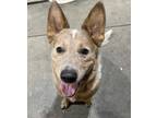Adopt ACD Red Heeler Theo a Australian Cattle Dog / Mixed dog in Remus