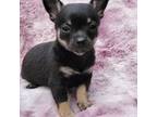Chihuahua Puppy for sale in Clarks Hill, SC, USA