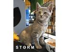 Adopt STORM a Calico or Dilute Calico Domestic Shorthair (short coat) cat in