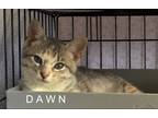 Adopt DAWN a Calico or Dilute Calico Domestic Shorthair (short coat) cat in Half