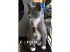 Adopt Cloud a Gray or Blue Domestic Shorthair (short coat) cat in Half Moon Bay