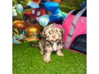 Maltipoo Puppy for sale in Houston, TX, USA