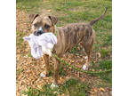 Adopt Bally a Brindle Mixed Breed (Large) / Mixed dog in Chamblee, GA (38711953)