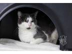 Adopt Orville a Domestic Shorthair / Mixed (short coat) cat in Crandon