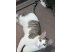 Adopt Susie's Max a White (Mostly) Domestic Shorthair (short coat) cat in Los