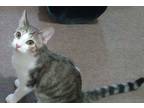 Adopt Susie's Louie a White (Mostly) Domestic Shorthair (short coat) cat in Los