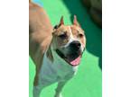 Adopt Chantilly a Tan/Yellow/Fawn American Pit Bull Terrier / Mixed dog in