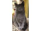 Adopt Maple a Gray or Blue Domestic Shorthair (short coat) cat in Pottsville