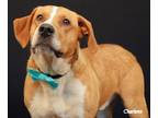 Adopt T Bo a Tan/Yellow/Fawn - with White Boxer / Hound (Unknown Type) / Mixed