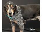 Adopt Goofy Goober a Merle Bluetick Coonhound / Mixed dog in Newland