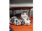 Adopt Skoot a Gray or Blue (Mostly) Domestic Shorthair (short coat) cat in Hazel