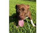 Adopt Gold a Red/Golden/Orange/Chestnut American Pit Bull Terrier / Mixed dog in
