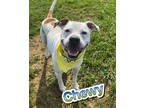 Adopt Chewy a White American Pit Bull Terrier / Mixed dog in Louisville