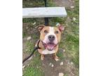 Adopt Mario a Tan/Yellow/Fawn - with White Mixed Breed (Medium) / Mixed dog in