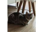Adopt Jill a Gray, Blue or Silver Tabby Domestic Shorthair (short coat) cat in