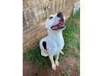 Adopt Clancey a White American Pit Bull Terrier / Mixed dog in Greenville