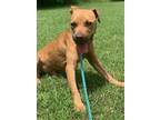 Adopt BOONE a Tan/Yellow/Fawn American Pit Bull Terrier / Mixed dog in