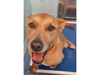 Adopt GABBY a Tan/Yellow/Fawn Labrador Retriever / Mixed dog in Greenville