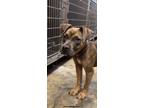 Adopt Sam a Brown/Chocolate - with Tan Pit Bull Terrier / Terrier (Unknown Type