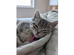 Adopt Isabella a Gray, Blue or Silver Tabby Domestic Shorthair (short coat) cat