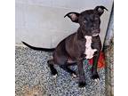 Adopt Eden a Black American Pit Bull Terrier / Mixed dog in Jasper