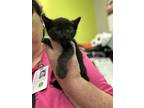 Adopt Vaughn a All Black Domestic Shorthair / Domestic Shorthair / Mixed cat in