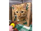 Adopt Pepa a Orange or Red Domestic Shorthair / Domestic Shorthair / Mixed cat