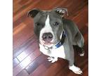Adopt Winston a Gray/Silver/Salt & Pepper - with White American Pit Bull Terrier