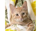 Adopt Apricot a Orange or Red Tabby Domestic Shorthair (short coat) cat in St.
