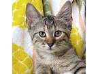 Adopt Papaya a Brown Tabby Domestic Shorthair (short coat) cat in St.