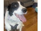 Adopt Rylie a White - with Black Border Collie / Mixed dog in Nashville