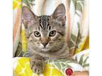 Adopt Guava a Brown Tabby Domestic Shorthair (short coat) cat in St.