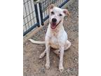 Adopt Juniper a White - with Red, Golden, Orange or Chestnut American Pit Bull