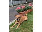 Adopt J.J. a Brown/Chocolate Boxer / German Shepherd Dog / Mixed dog in DOWNERS