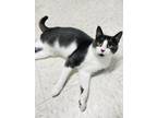 Adopt Tina a Gray or Blue Domestic Shorthair / Domestic Shorthair / Mixed cat in