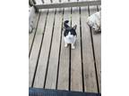 Adopt Five am a Black & White or Tuxedo American Shorthair / Mixed cat in