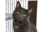 Adopt Woodstock a Gray or Blue Domestic Shorthair (short coat) cat in St.