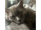 Adopt Tarter Sauce - HBPAC a Gray or Blue Domestic Mediumhair / Mixed cat in New