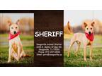 Adopt Sheriff a Tan/Yellow/Fawn Shepherd (Unknown Type) / Retriever (Unknown