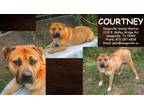 Adopt Courtney a Tan/Yellow/Fawn Retriever (Unknown Type) / Mixed dog in